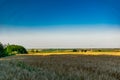 Large areas of fields with wheat and barley. Russia, Rostov region, roadways near a grown crop of Golden ears