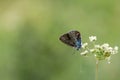 Large Arion Blue butterfly is on your white flower. Royalty Free Stock Photo