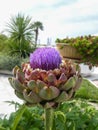 A large artichoke bud with purple petals close-up on a background of palm trees Royalty Free Stock Photo