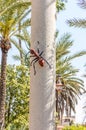 A large artificial ant on a pole