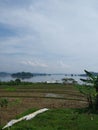 Beautiful Artificial Lake and Expanse of Rice Fields Royalty Free Stock Photo