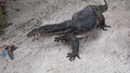 Large Asian water monitor lizard walks from jungle to beach. Varanus salvator also common water monitor, large varanid lizard