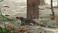 Large Asian water monitor lizard walks from jungle to beach. Varanus salvator also common water monitor, large varanid lizard