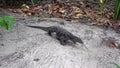 Large Asian water monitor lizard walks from jungle to beach. Varanus salvator also common water monitor, large varanid lizard