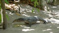Large Asian water monitor lizard walks from jungle to beach. Varanus salvator also common water monitor, large varanid lizard