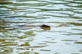 Large Asian water monitor is swimming across the water in the pond Royalty Free Stock Photo