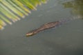 Large asian water varan in Sri Lanka