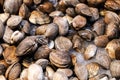 A large assortment or pile of Seattle clams at the famous Seattle Farmer's Market Pike Place Royalty Free Stock Photo