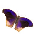 Large assyrian butterfly isolated Royalty Free Stock Photo