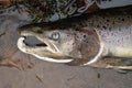 Large Atlantic salmon laying on the river shore. Dead fish washed out in the river after spawning Royalty Free Stock Photo