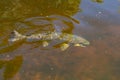 Large Atlantic salmon swimming in a river