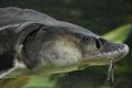 Large Atlantic sturgeon swims in deep blue salty water, close-up photo