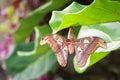 Large Atlas moth tropical butterfly Attacus atlas resting Royalty Free Stock Photo