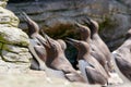 Large Auks in the Ocean rocks Royalty Free Stock Photo