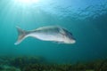 Silver fish with white belly Royalty Free Stock Photo