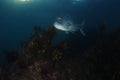 Large Australasian snapper on reef at night.