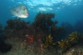 Large Australasian snapper on shallow rocky reef Royalty Free Stock Photo