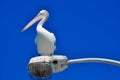 Large Australian Pelican on Light Royalty Free Stock Photo