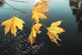 Large autumn leaves on a background of blue surface of the lake. Yellow fall leaves of plane tree or sycamore over water Royalty Free Stock Photo