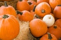 Large autumn pumpkins