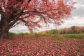 Large autumn tree with red foliage in fall surrounded by leaves Royalty Free Stock Photo