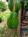 Beautiful avocados in a backyard located in the rural region of Jardim das Oliveiras.
