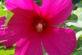 Large backlighted hibiscus flower