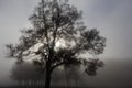 Large Backlit Tree In Silhouette In Heavy Fog