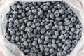 Large bag of freshly picked Duke variety blueberries in a plastic bag, a tasty superfood
