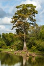 Large bald cypress trees rise out of water in Atchafalaya basin Royalty Free Stock Photo