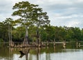 Large bald cypress trees rise out of water in Atchafalaya basin