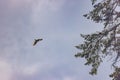 large bald eagle flying above the branches of a pine tree