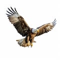 Bald Eagle Soaring: Birds-eye-view Digital Art Commission Royalty Free Stock Photo