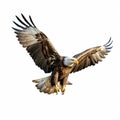 Bald Eagle Soaring: Birds-eye-view Digital Art Commission