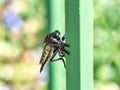 Large Bald Faced Hornet on Metal Railing