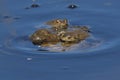 A large ball of mating Common Toads, Bufo bufo, in a pond in springtime. Royalty Free Stock Photo