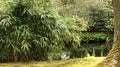 A large bamboo bush in a Japanese garden