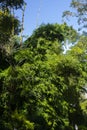 Large Bamboo Plant in the Forest of Central India