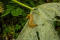 Large Banana Slug Crawls Across The Back Side Of Wet Leaf Royalty Free Stock Photo