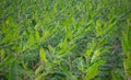 Large banana tree plantation in a farm near Trichy, Tamil Nadu