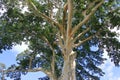 Large Banyan ancient tree in Kayu Putih, Baru Village, Marga District, Tabanan Regency, Bali, Indonesia