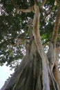 Large Banyan ancient tree in Kayu Putih, Baru Village, Marga District, Tabanan Regency, Bali, Indonesia