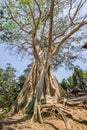 Large oversized 500 year old Banyan tree in with a blue sky in Rumah Desa, Bali, Indonesia, Asia