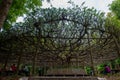 The large banyan tree with branches and leaves can protect countless people from direct sunlight, and can be used for leisure spor