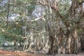 Large Banyan tree