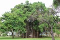 Large banyan tree