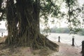 Large Banyan tree trunk in a Lakeside footpath walkway in a public park backlit by sunset sunlight in the evening time. Italian