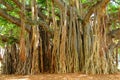 Large Banyan Tree