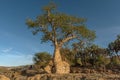 Large baobab tree on the banks of the Kunene River, Namibia Royalty Free Stock Photo