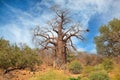 Large baobab tree - Kruger National Park Royalty Free Stock Photo